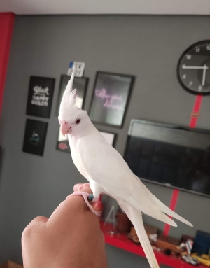 Des oiseaux bien dressé à Casablanca