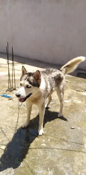 Chien Husky