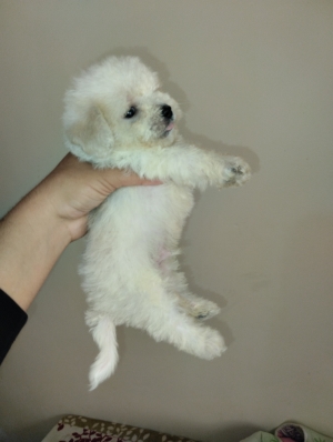 Bichon maltais