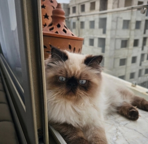Persan