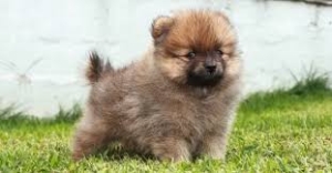 Spitz nain marron