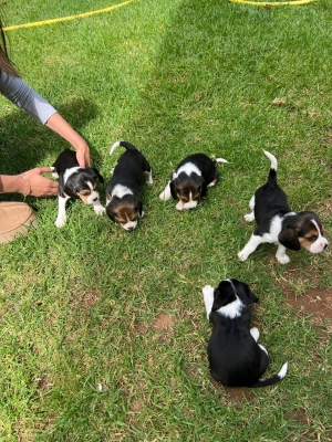 Beaglier