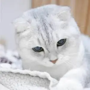 Scottish fold