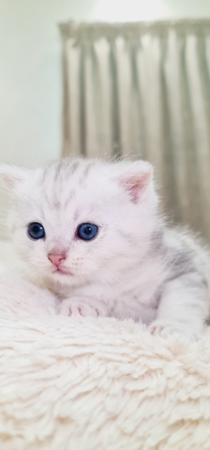 British shorthair silver tabby