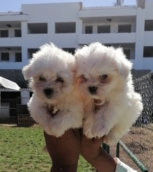 Bichon Maltais