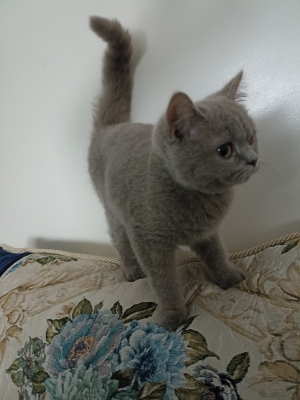 قط british shorthair