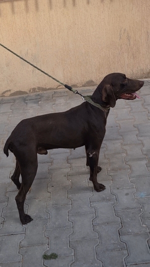 Chien German Shorthaired Pointer - Braque Allemand