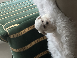 Bichon maltais