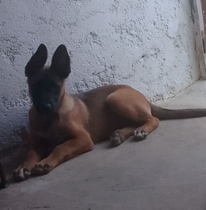 chien malinoi