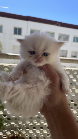 Chats Persan Himalaya