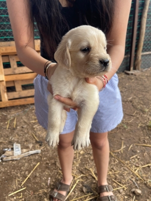 labrador