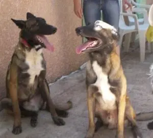 Chiot malinois