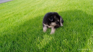 chiots berger allemand