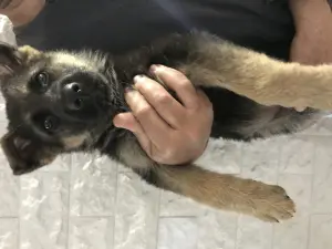 Chiot berger allemand à vendre