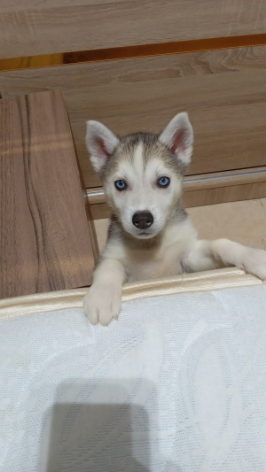 siberian husky