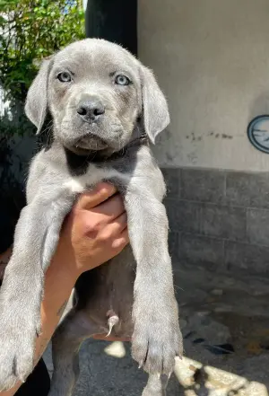 Cane corso