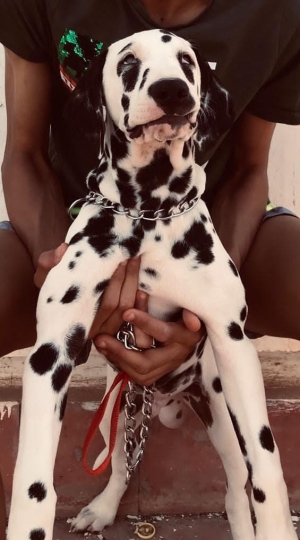 Chiot dalmatien pure