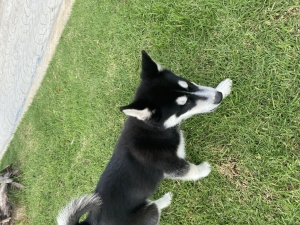 Husky