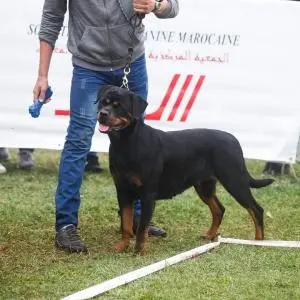 Chiots femelles rottweiler