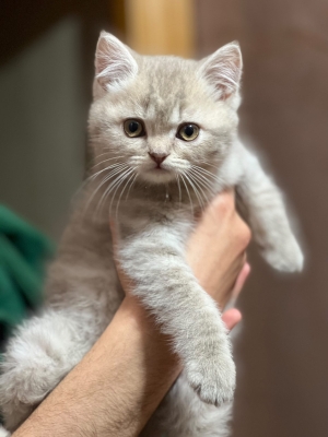 British shorthair