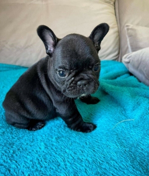 Disp chiot bulldog francais