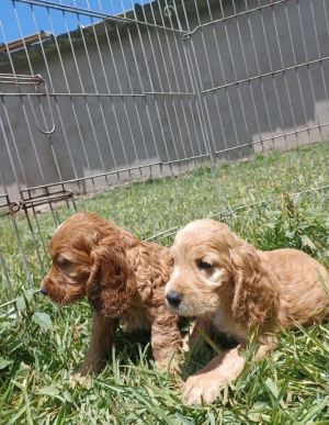Cocker spaniel