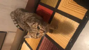 Adoption chat male