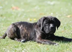 Cane Corso