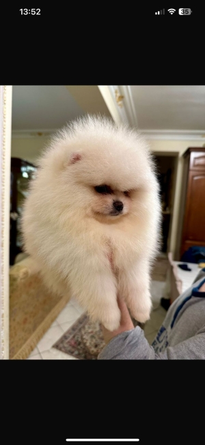 spitz nain loulou de pomeranie