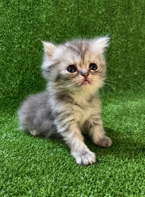 Chatons Persan Chinchilla Race Pure – Qualité Premium