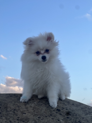 Spitz pomeranian