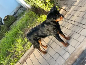 Femelle rottweiler