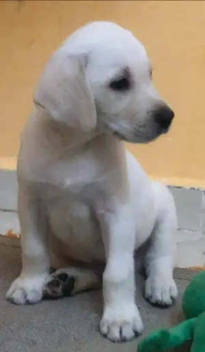 Labrador