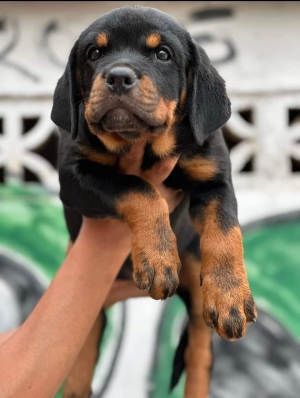 Rottweiler