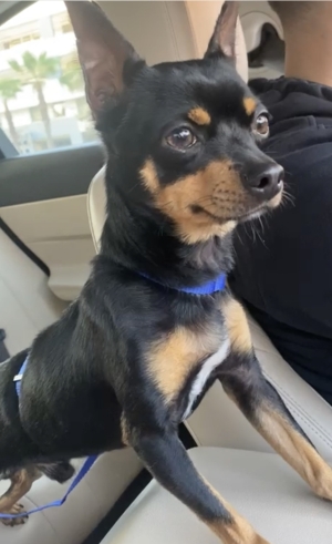 Bingo un pinscher nain à vendre