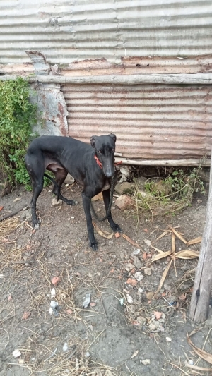 A vendre galgo español