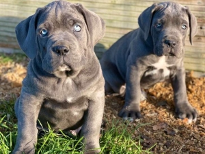 Chiots cane corso 2 mois