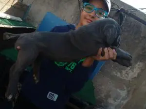 Disp chiot cane corso blue ag 55 j