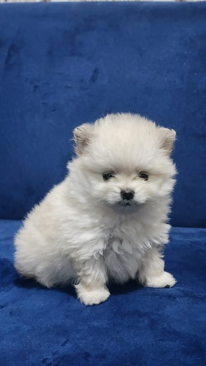 Pomeranian