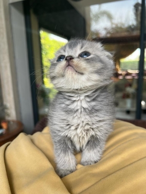 Scottish fold