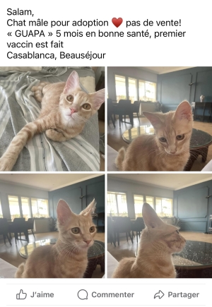 Adoption chat mâle