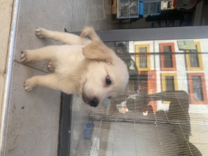 Golden retriever