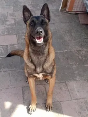 Malinois a vendre