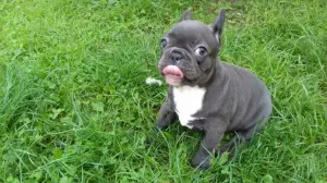 adorables chiots bouledogues français