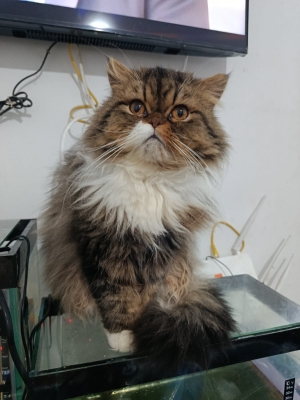 Male persan race pur 9 mois