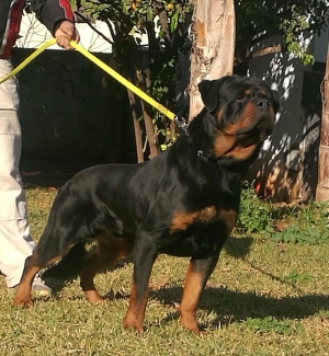 Rottweiler à vendre