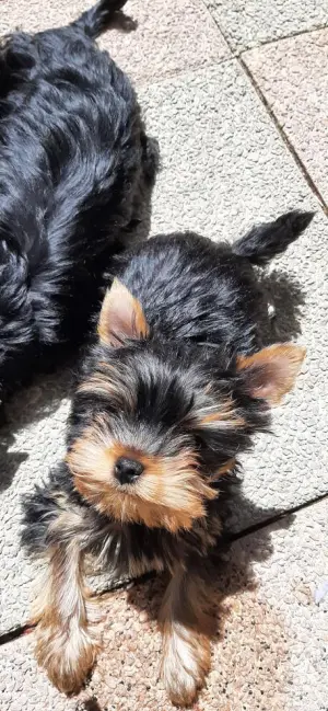 Chiots Yorkshire terrier lof