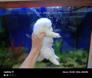 Chiots spitz pommeranie