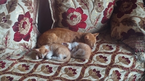 Des chats pour adoption