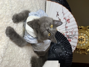 Chat British longhair